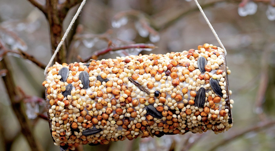 Homemade Bird Feeders