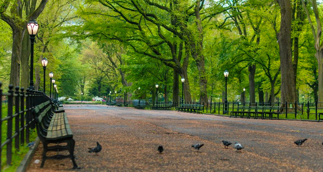 Finding Nature in an Urban Jungle